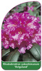 Rhododendron yakushimanum 'Helgoland'