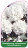 Rhododendron trichostomum ,Schneeflöckchen'