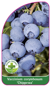 Vaccinium corymbosum 'Chippewa'