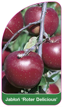 Jabłoń 'Roter Delicious'