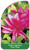 Azalea japonica 'Rosa King'