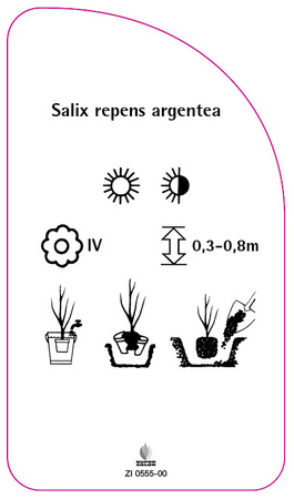 Salix repens argentea