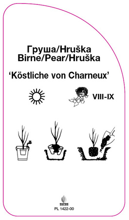 Grusza 'Köstliche von Charneux'