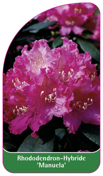 Rhododendron-Hybride 'Manuela'
