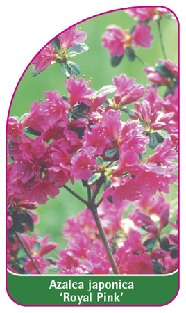 Azalea japonica 'Royal Pink'