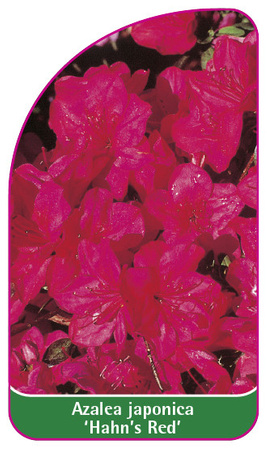Azalea japonica 'Hahn's Red'