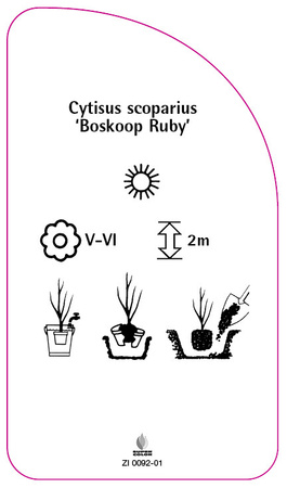 Cytisus scoparius 'Boskoop Ruby'
