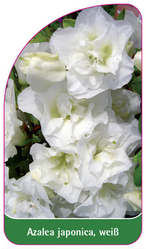 Azalea japonica, weiß