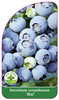 Vaccinium corymbosum "Dixi
