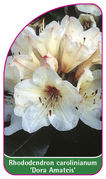 Rhododendron carolinianum 'Dora Amateis'