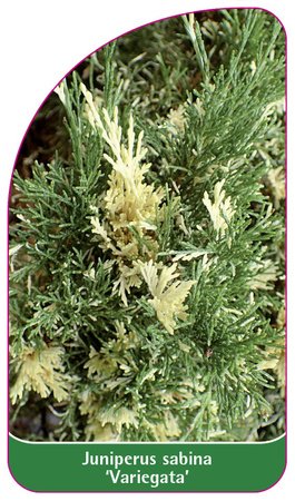 Junisperus sabina 'Variegata'