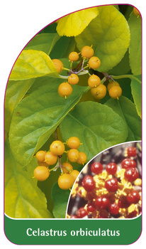 Celastrus orbiculatus