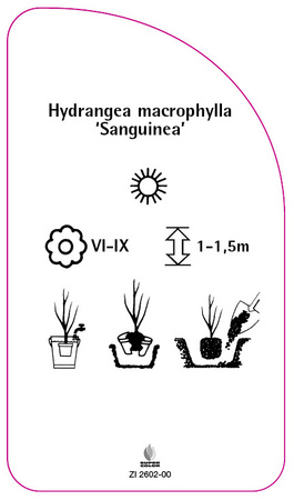 Hydrangea macrophylla 'Sanguinea'
