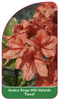 Azalea Knap-Hill-Hybride 'Fanal'