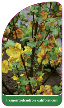 Fremontodendron californicum