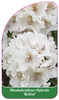 Rhododendron-Hybride 'Bellini'