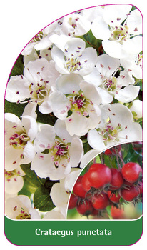 Cratageus punctata