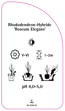 Rhododendron-Hybride 'Roseum Elegans'