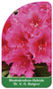 Rhododendron-Hybride 'Dr. V. C. Rutgers'