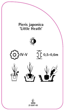 Pieris japonica 'Little Health'