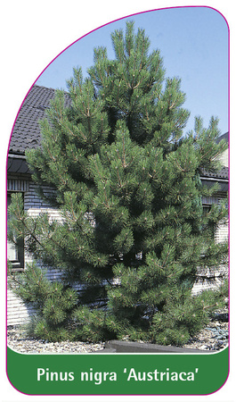 Pinus nigra 'Austriaca'