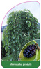 Morus alba pendula