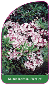 Kalmia latifolia 'Freckles'