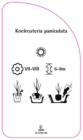Koelreuteria  paniculata