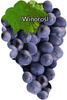 Vine purple blank