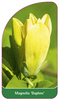 Magnolia 'Daphne'