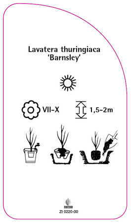 Lavatera thuringiaca 'Barnsley'