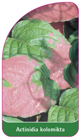 Actinidia kolomikta