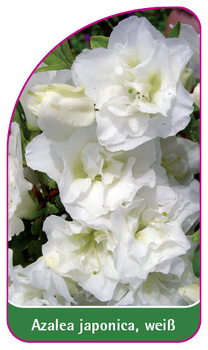 Azalea japonica, weiß