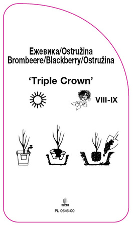 Jezyna bezkokowa 'Triple Crown'