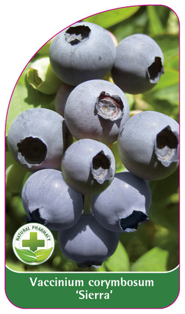 Vaccinium corymbosum "Sierra