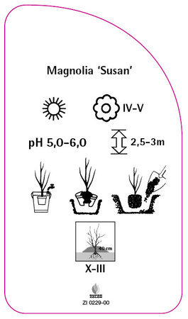 Magnolia 'Susan'