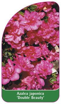 Azalea japonica 'Double Beauty'