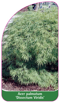Acer palmatum 'Dissectum Viridis'