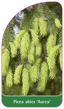 Picea abies 'Aurea'