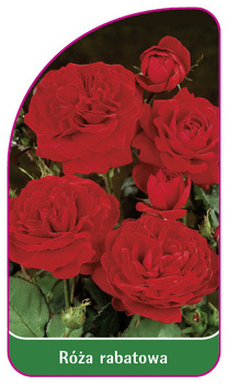 Róza rabatowa Nr. 111
