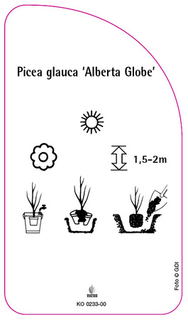 Picea glauca 'Alberta Globe'