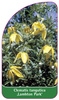 Clematis tangutica 'Lambton Park'