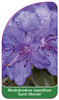 Rhododendron impeditum 'Saint Merryn'