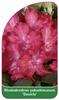 Rhododendron yakushimanum 'Daniela'