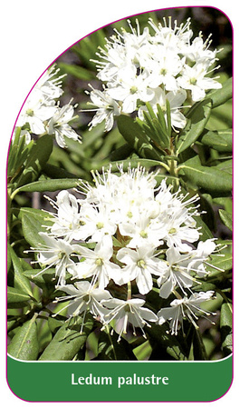 Ledum palustre