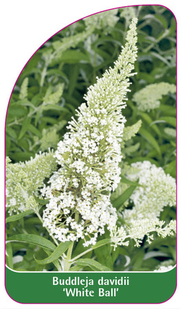 Buddleja davidii 'White Ball'