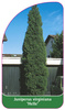 Juniperus virginiana 'Helle'