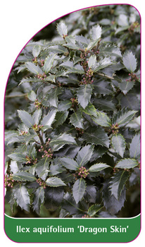 Ilex aquifolium 'Dragon Skin'