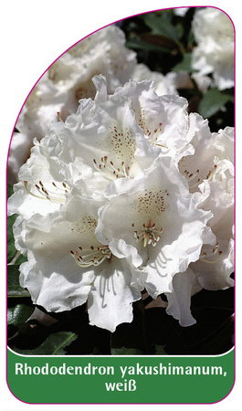 Rhododendron yakushimanum, weiß