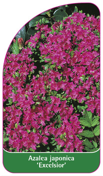 Azalea japonica 'Excelsior'